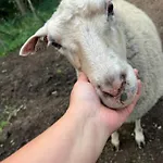 Elaemyksellinen Farmilla 팜스테이 *