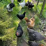 Elaemyksellinen Farmilla Kalvia