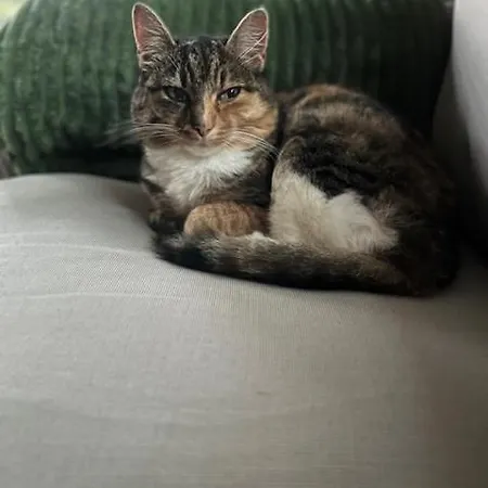 Elaemyksellinen Farmilla Фермерский дом Kalvia