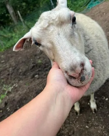 Elaemyksellinen Farmilla Фермерский дом *