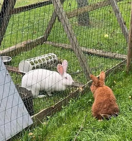 Elaemyksellinen Farmilla *