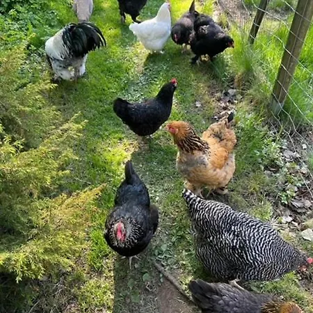 Elaemyksellinen Majoitus Farmilla Kalvia