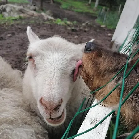 팜스테이 Elaemyksellinen Farmilla *