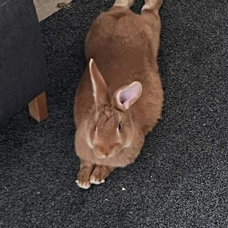 Elaemyksellinen Farmilla Фермерский дом Kalvia