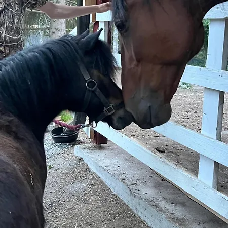 Elaemyksellinen Farmilla * Kalvia