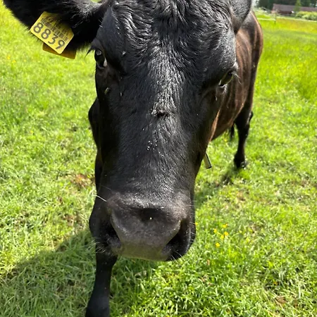 팜스테이 Elaemyksellinen Farmilla Kalvia