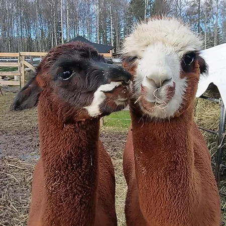Elaemyksellinen Farmilla * Kalvia